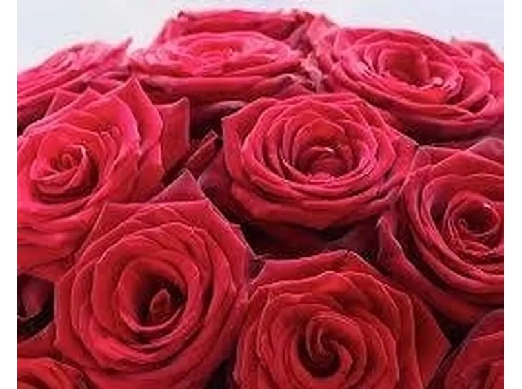 rose moderne