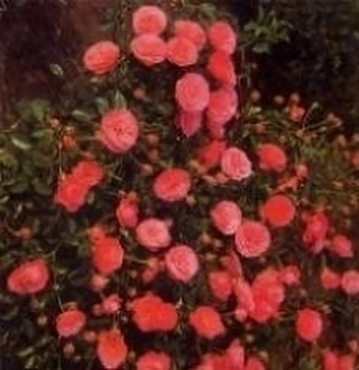 Tipologie di rose antiche