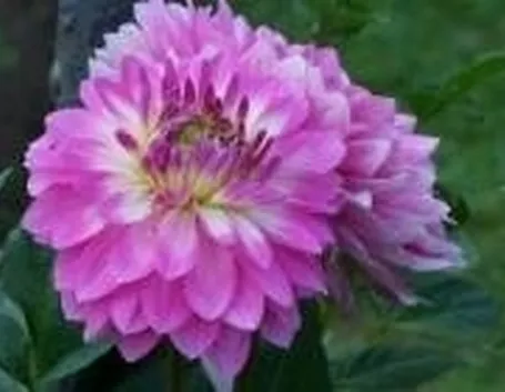 Dhalie