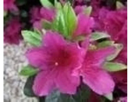 Azalea