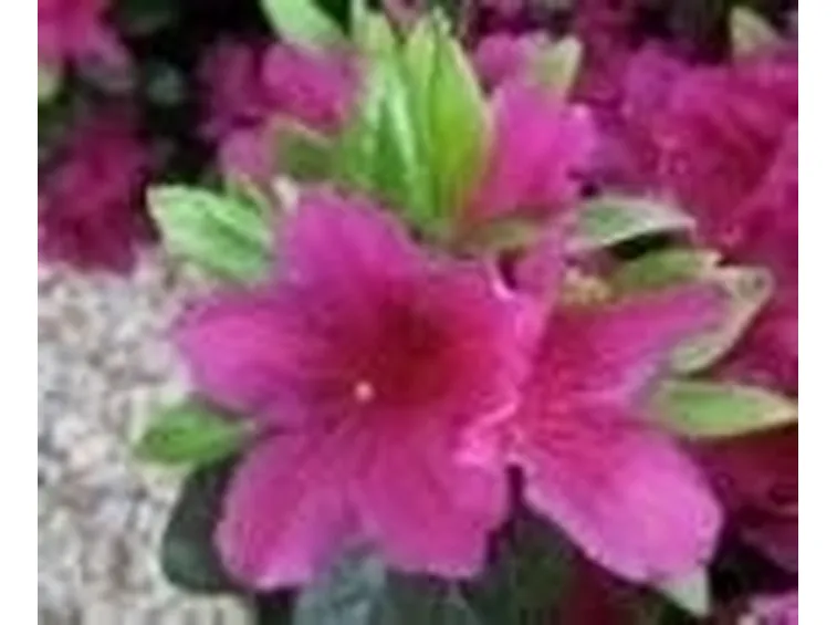 Azalea