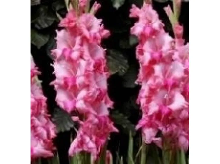 Gladioli