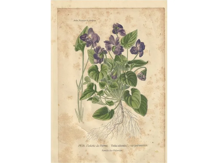 tavola viole favali