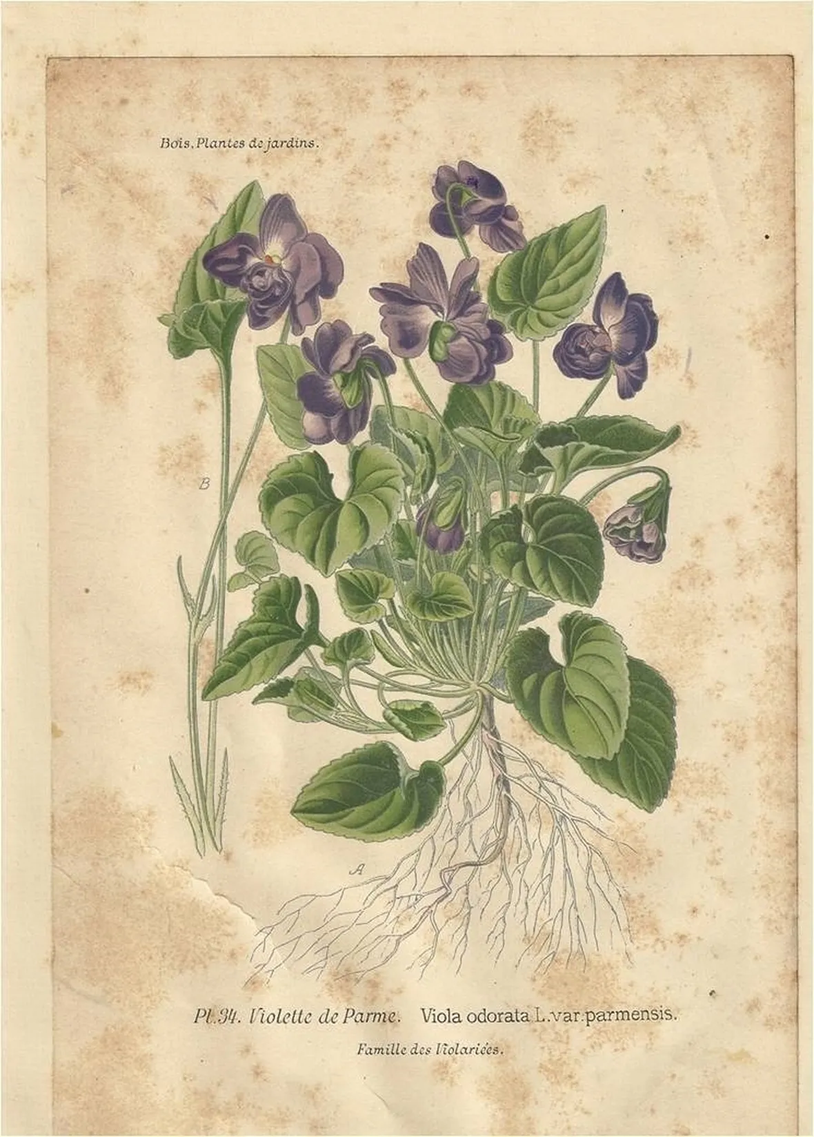 tavola viole favali