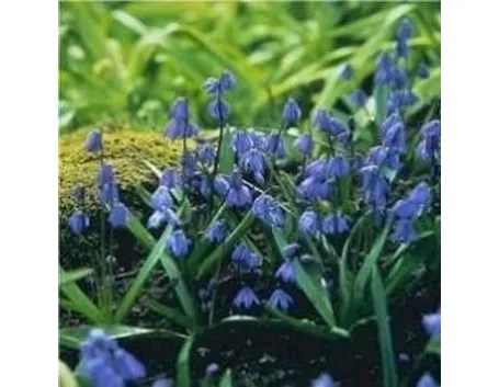 Scilla