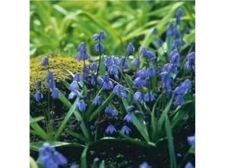 Scilla