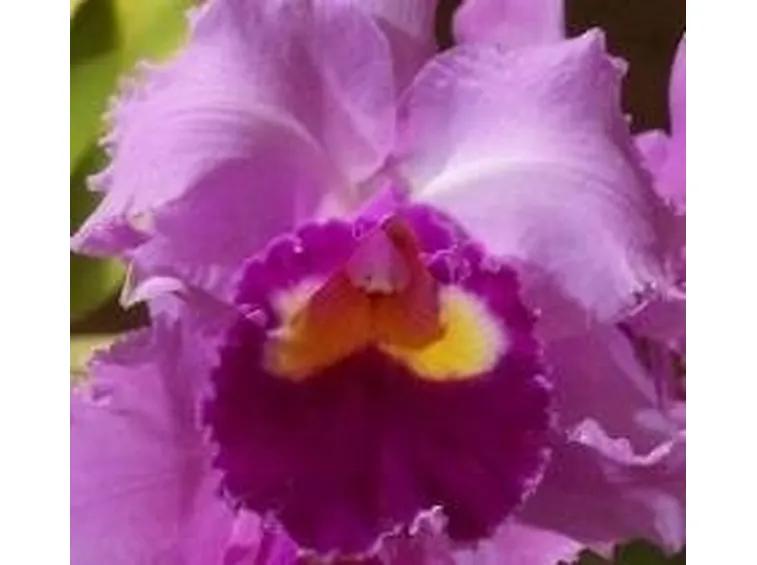 Cattleya