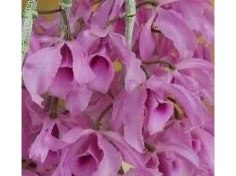 Dendrobium