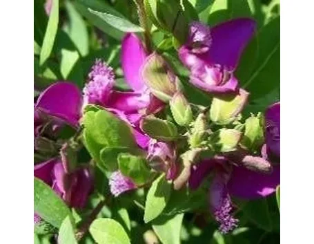 Polygala