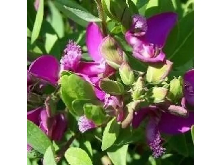 Polygala