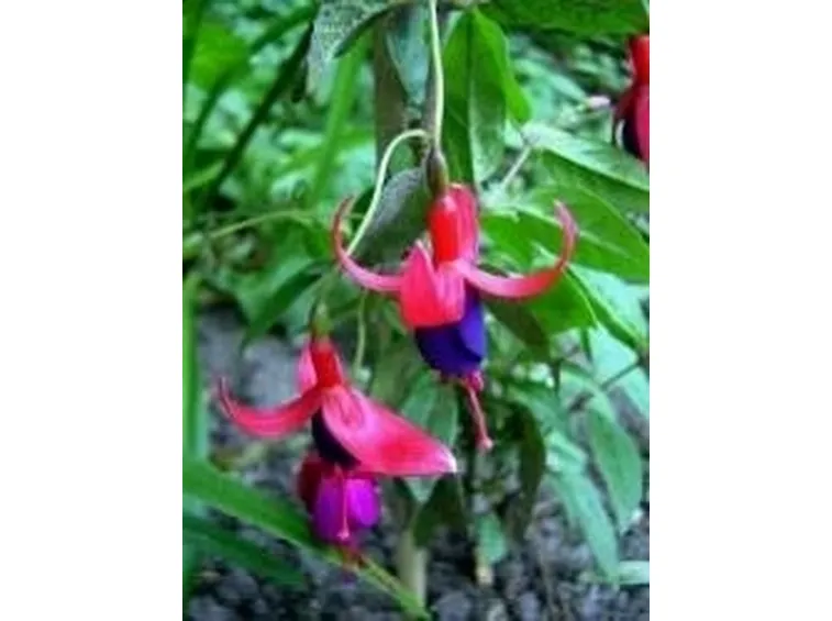 Fucsia