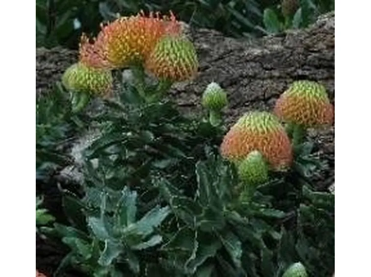 Leucospermum