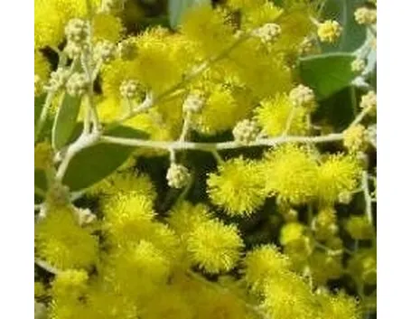 Mimosa