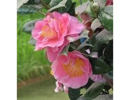 Camelie in fiore