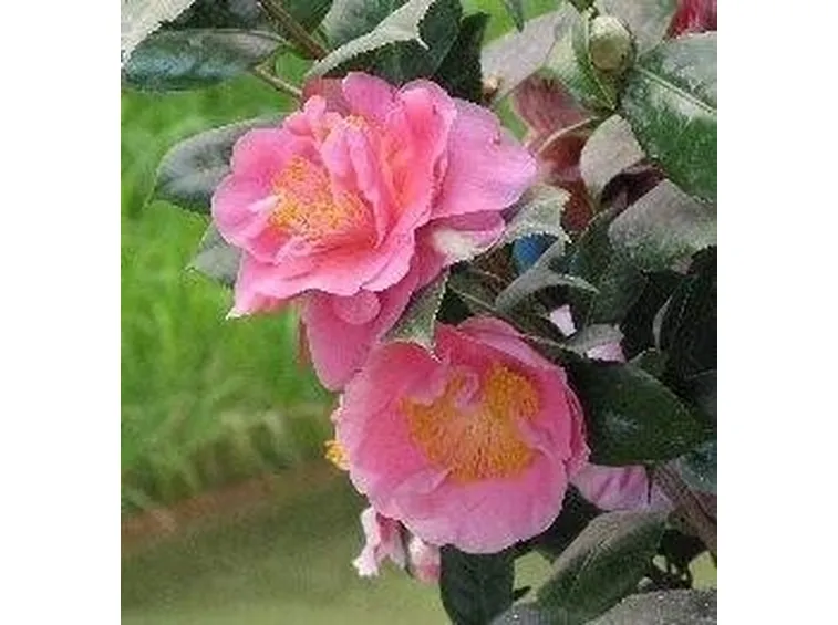 Camelie in fiore