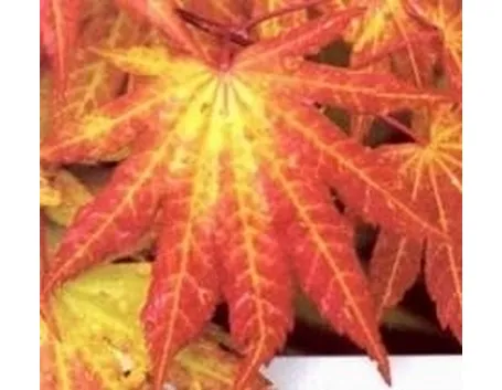 Aceri in autunno