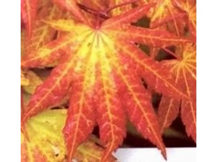 Aceri in autunno