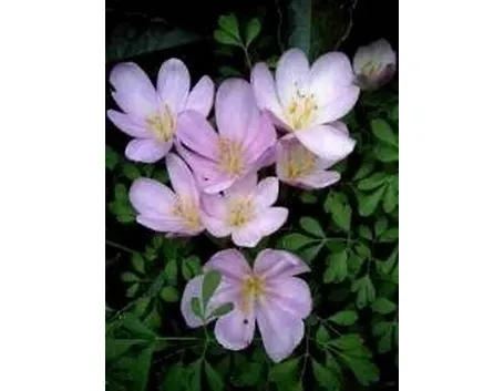 Crocus