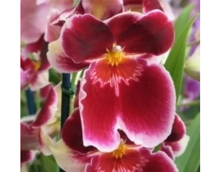 orchidee regalo