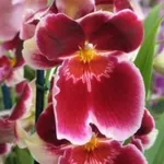 orchidee regalo