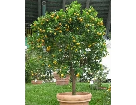 calamondino