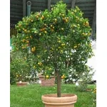 calamondino
