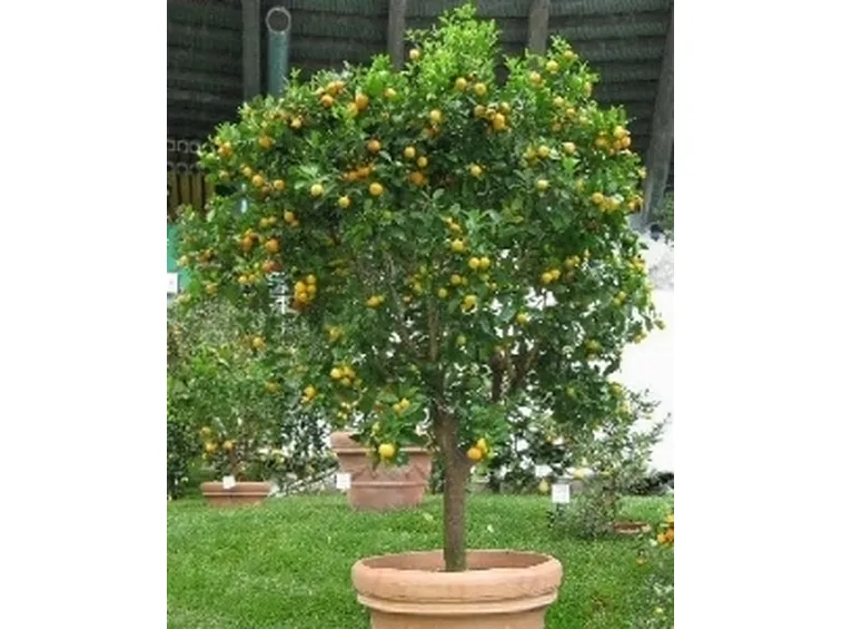 calamondino