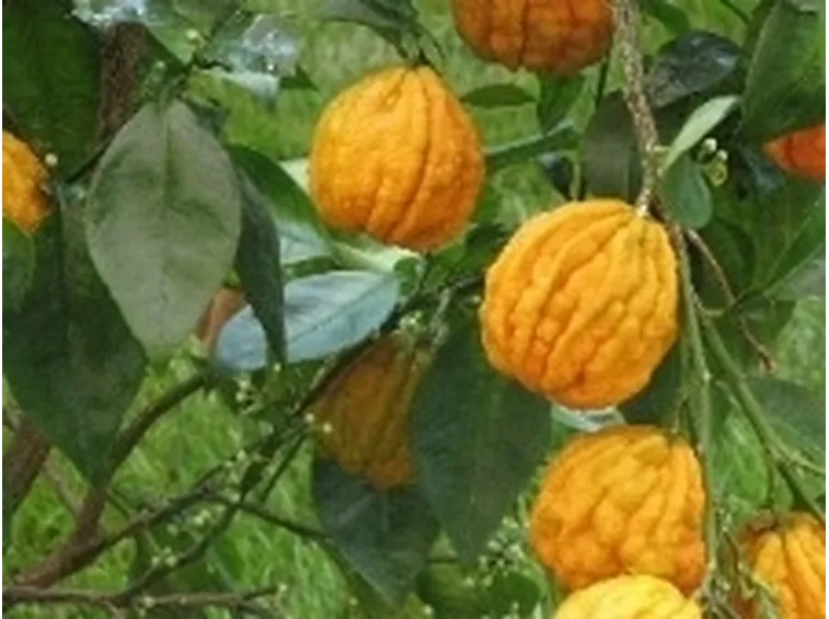 citrus aurantium canaliculata