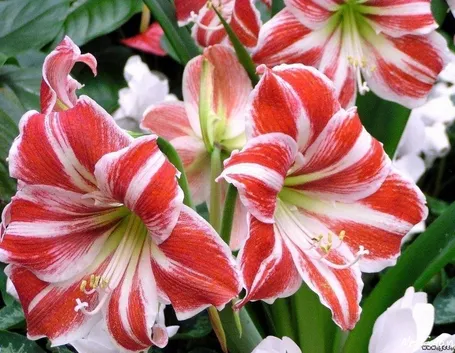 amaryllis pianta