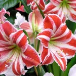 amaryllis pianta