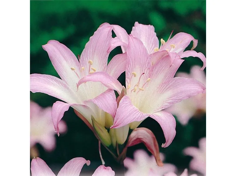 Irrigazione amaryllis
