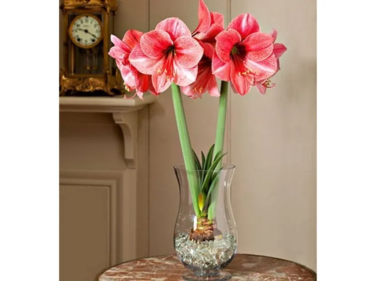 amaryllis pianta