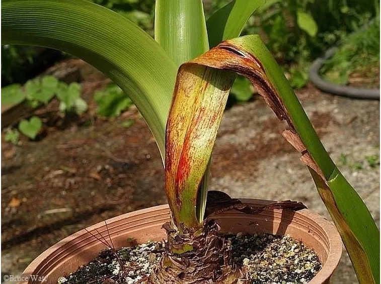 amaryllis