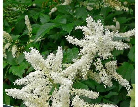 annaffiare piante