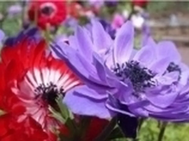 annaffiare piante