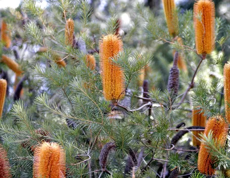 banksia