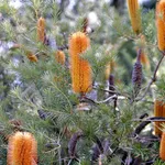 banksia