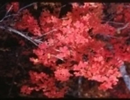 acer grandidentatum