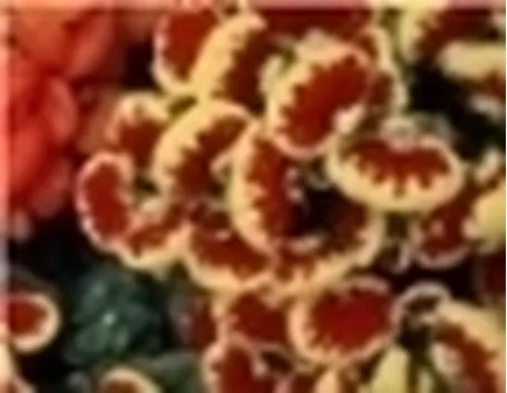 Balconi in fiore 