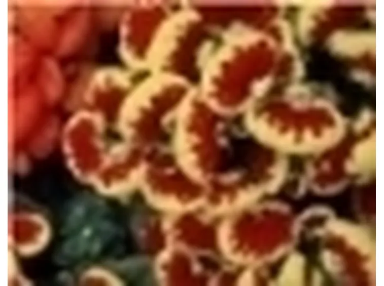 Balconi in fiore 