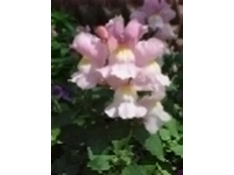 Balconi in fiore 