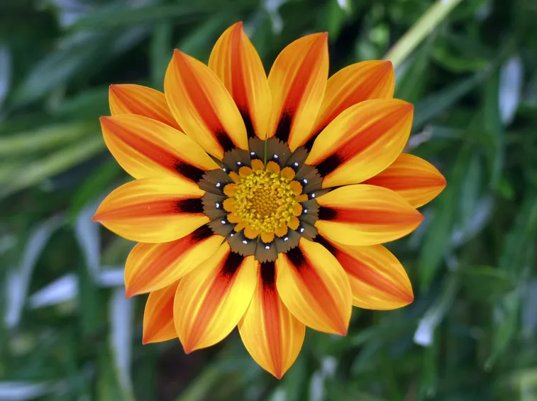 Balconi in fiore 