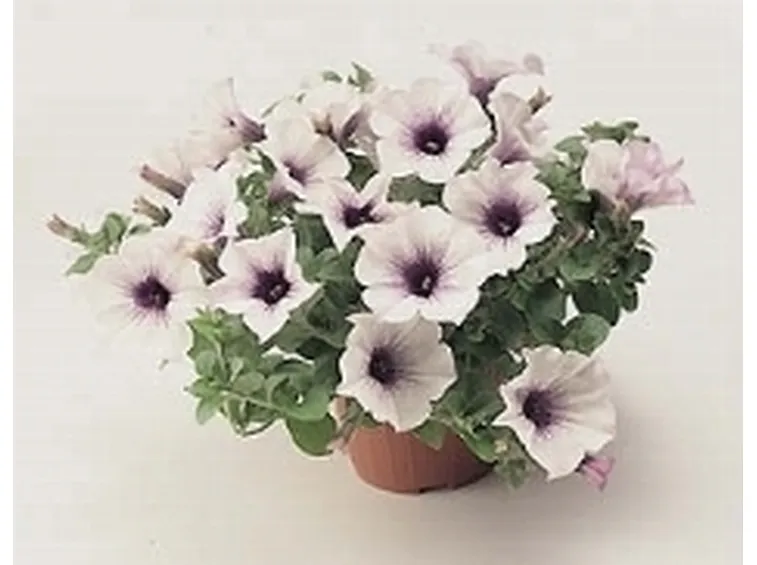 Balconi in fiore 