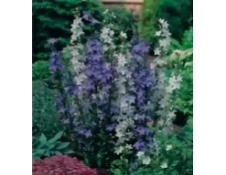 campanule piante
