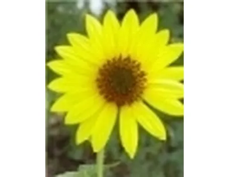 girasole