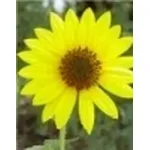 girasole