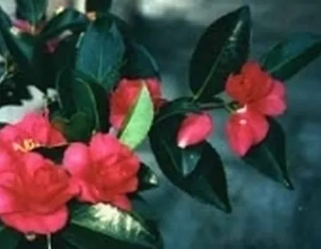 hiemalis shishi gashira