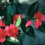 hiemalis shishi gashira