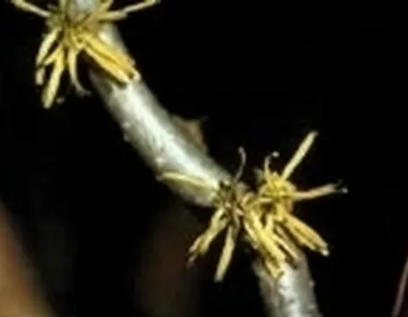 hamamelis