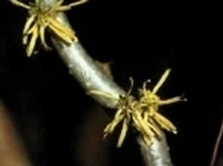 hamamelis